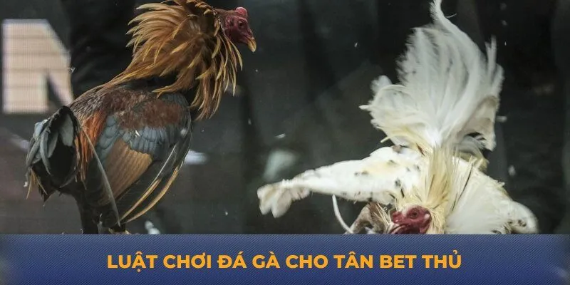 Luật chơi đá gà cho tân bet thủ