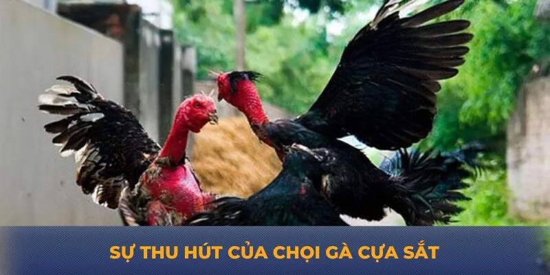 Sự thu hút của chọi gà cựa sắt